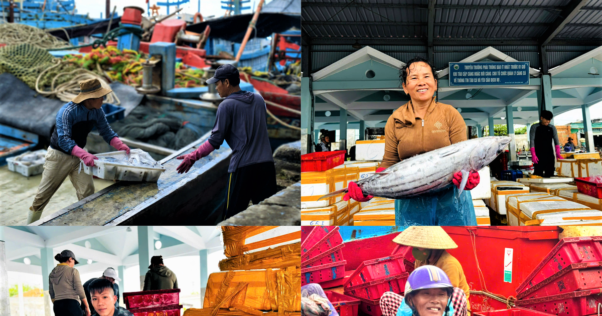 Quảng Ngãi: Tàu cá đầy ắp hải sản về bến trong không khí rộn ràng đón Tết
