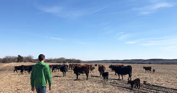 Ngành chăn nuôi Mỹ chịu sức ép sau vụ cháy rừng tại Nebraska