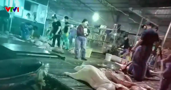 Toàn bộ trường học tại Hà Nội rà soát nguồn gốc thực phẩm sau vụ 300 tấn thịt lợn bẩn