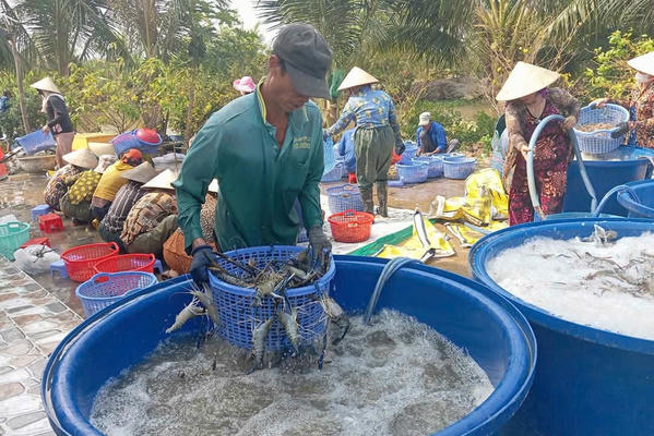 Tôm càng xanh tăng giá, nông dân Cà Mau trúng đậm