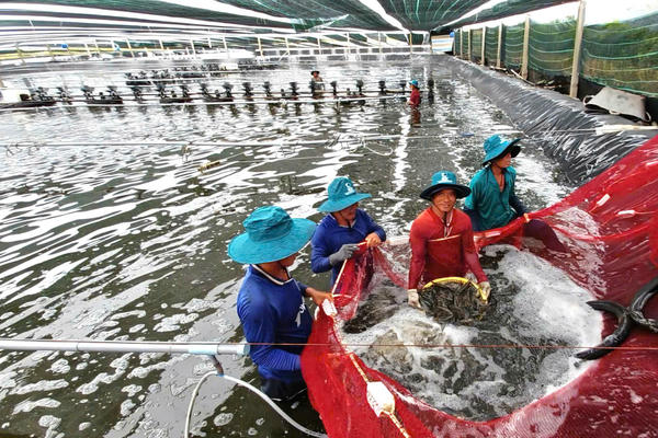 Giá tôm thẻ chân trắng 'nghịch vụ' tăng cao