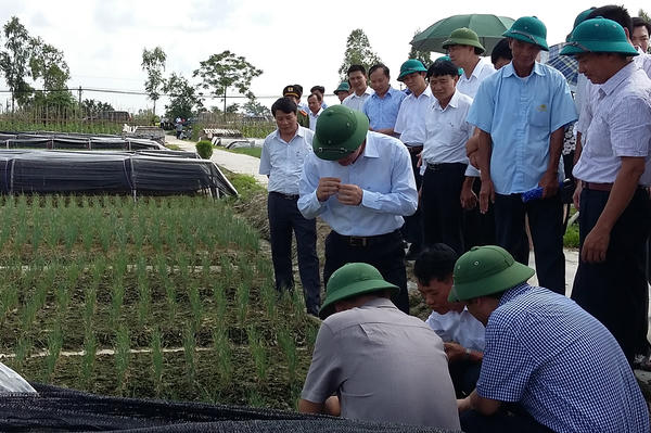 Nông nghiệp đại điền: Nghĩ lớn, làm lớn - Bài 1:Chuyện kể từ những cánh đồng