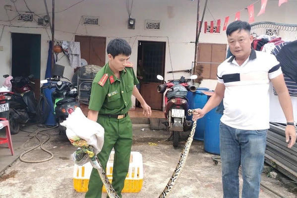 Gia Lai: Người dân bàn giao một cá thể trăn nặng 10kg