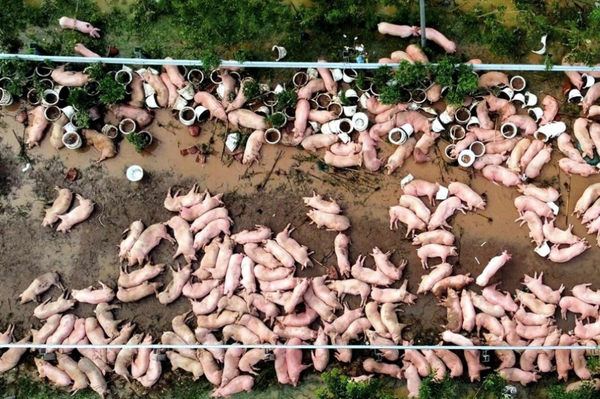 Bảo hiểm nông nghiệp: Vì sao nông dân không mặn mà? – Bài cuối: Đưa chính sách vào cuộc sống