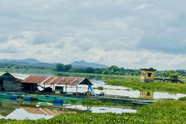 Sau phản ánh của Báo Đại đoàn kết, Đắk Lắk xử lý lồng bè nuôi cá trên hồ Ea Súp Hạ
