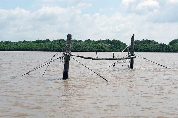 Về miền Tây săn cá ngát