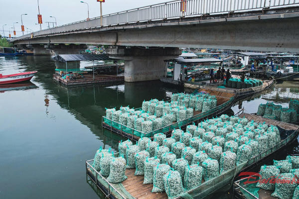 Ngư dân Quảng Ninh trúng mùa nghêu trắng Ngư dân Quảng Ninh trúng mùa nghêu trắng