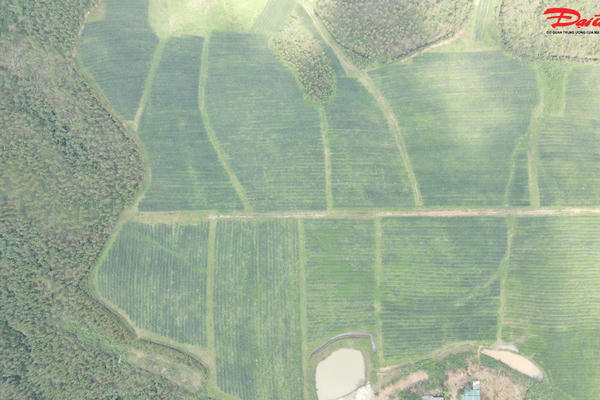 Hà Tĩnh: Vùng đồi bật sắc xanh từ mô hình trồng dứa liên kết Hà Tĩnh: Vùng đồi bật sắc xanh từ mô hình trồng dứa liên kết