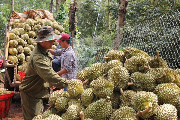 Sầu riêng xuất khẩu: Kỳ vọng tiếp tục dẫn dắt ngành rau quả