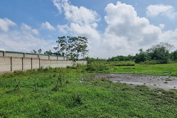 Trại lợn gần khu dân cư xả thải gây ô nhiễm môi trường