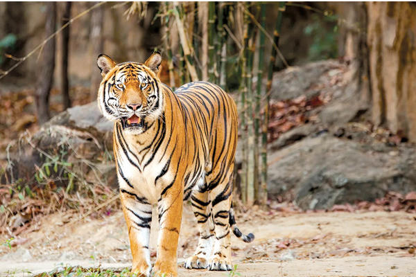 Thói quen săn mồi bất thường của hổ hoang Thái Lan Thói quen săn mồi bất thường của hổ hoang Thái Lan