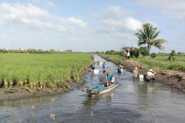 Nông dân Miền Tây thu hoạch 'con tôm ôm cây lúa'