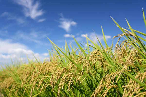 CRISPR mở đường cho nông nghiệp Việt Nam