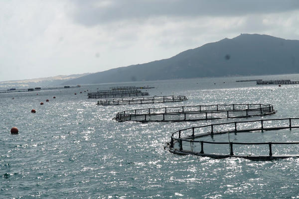 Nuôi biển công nghiệp trong chiến lược tăng trưởng xanh Nuôi biển công nghiệp trong chiến lược tăng trưởng xanh