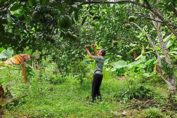 Giảm nghèo phải gắn với nông nghiệp sinh thái
