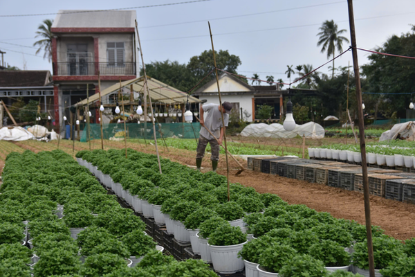 Tất bật vụ hoa Tết