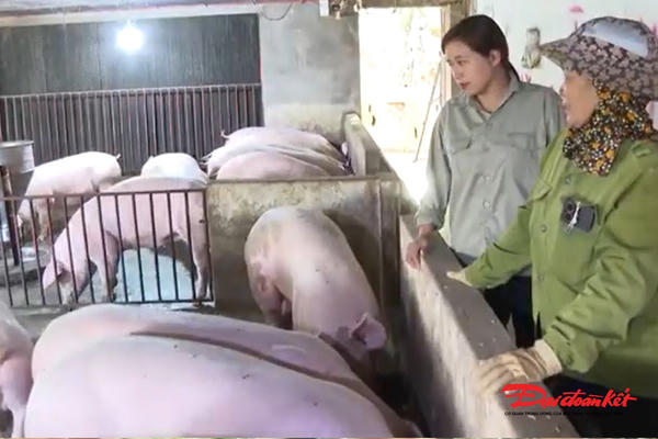 Nuôi lợn bằng chè xanh: Hướng đi mới cho nông nghiệp sạch Thái Nguyên