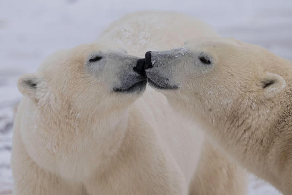 Biến đổi ADN giúp gấu Bắc Cực thích nghi với khí hậu