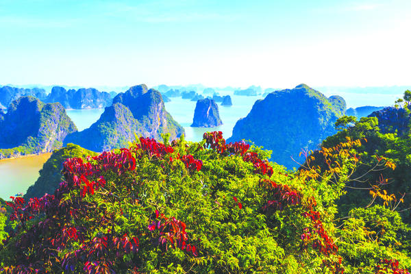 Hạ Long mùa lá đỏ Hạ Long mùa lá đỏ