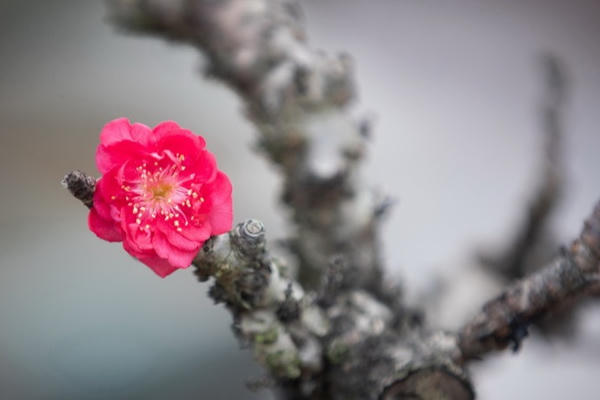 Thủ tướng: Tổ chức Tết Bính Ngọ vui tươi, lành mạnh, an toàn, tiết kiệm