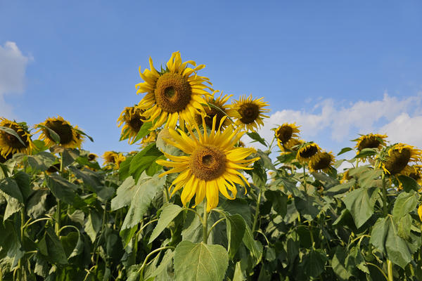 Nghệ An: Đông đảo du khách 'check in' đồi hoa hướng dương ngày đầu năm