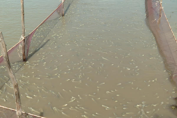 Cá kèo miền Tây tăng giá mạnh vào dịp Tết Dương lịch