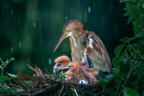 Lý Anh Lam: Hành trình từ họa sĩ đến nghệ sĩ nhiếp ảnh 