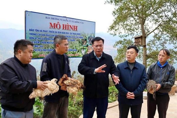 Gà đen dược liệu Đồng Văn mở lối du lịch cộng đồng