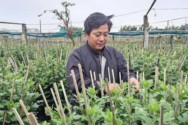 Làng hoa An Lạc tất bật vào vụ Tết Làng hoa An Lạc tất bật vào vụ Tết