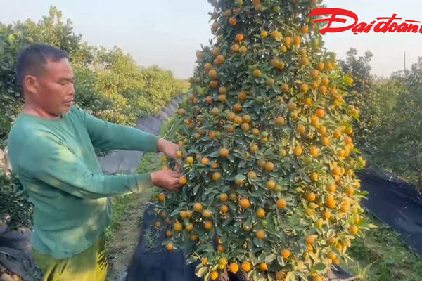 Hải Phòng: Làng hoa Đồng Dụ tất bật vào vụ Tết