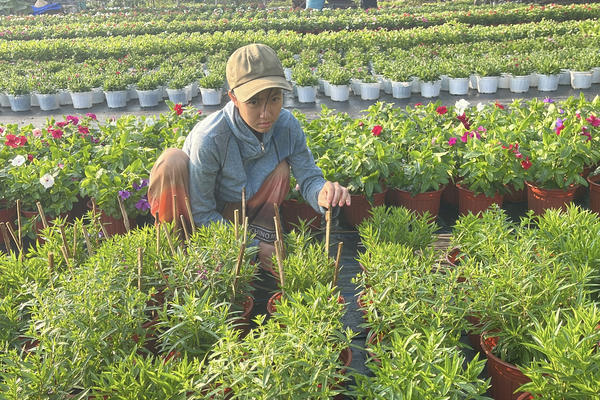 Nông dân thấp thỏm mùa hoa Tết