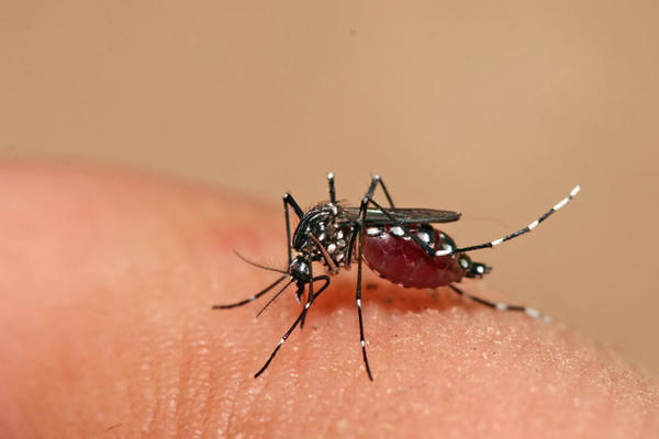 Bộ Y tế yêu cầu thành phố Hồ Chí Minh siết chặt phòng, chống sốt xuất huyết và tay chân miệng