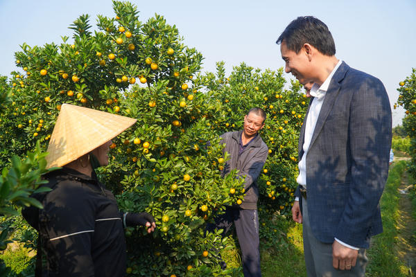 Quất Hợp Tiến hồi sinh sau bão lũ, rộn ràng vào vụ Tết