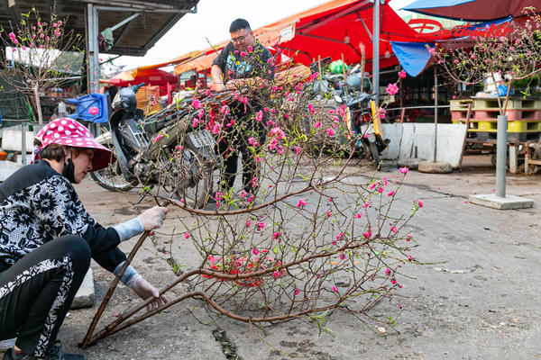 Đào, quất gọi Xuân về sớm, tiểu thương phấn khởi vào vụ Tết