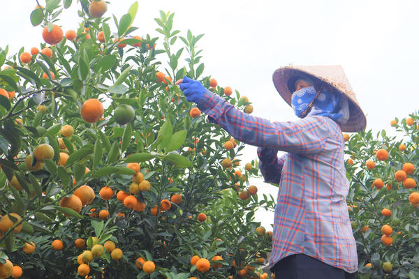 Quất cảnh Hội An Tây vào vụ Tết