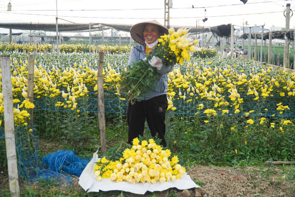 Làng hoa Đông Cương gượng dậy sau bão, tất bật trồng hoa đón Tết
