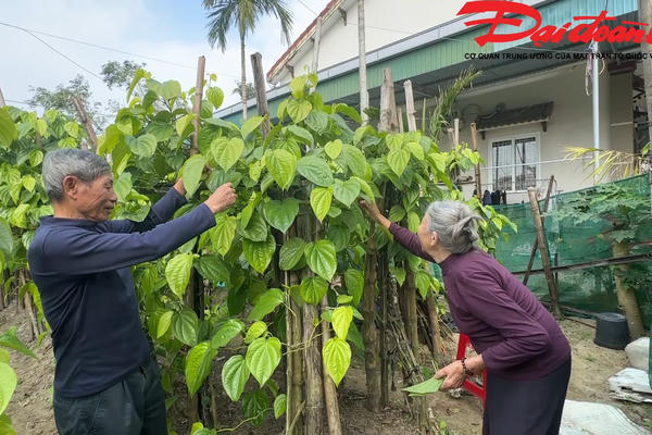 Làng trồng trầu nức tiếng đón đầu vụ Tết
