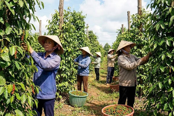 Tăng giá trị ngành hồ tiêu