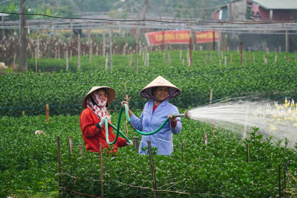 Vùng trồng hoa, cây cảnh xứ Thanh: Sắc xuân trở lại