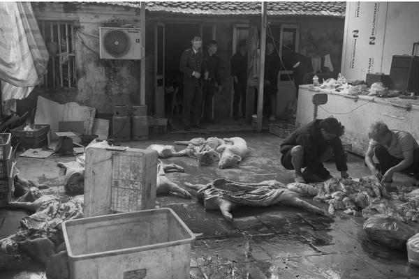 Khởi tố đường dây giết mổ, tiêu thụ lợn bệnh ở Hưng Yên