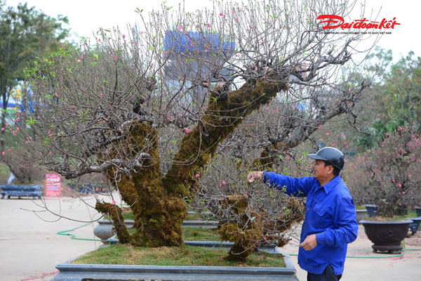 Đào cổ thụ rêu phong Tây Bắc “xuống phố”, tạo dấu ấn khác biệt cho thị trường hoa Tết