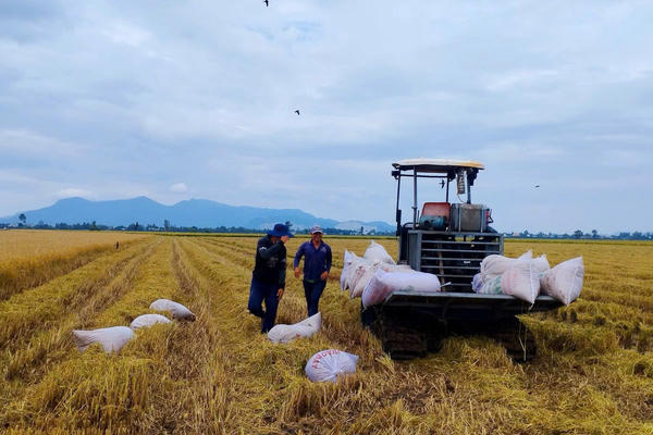 Nâng tầm gạo Việt Nâng tầm gạo Việt