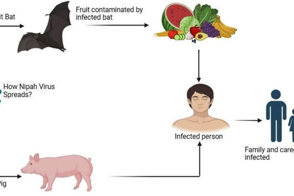 Bộ Y tế hỏa tốc yêu cầu tăng cường giám sát, phòng chống dịch bệnh do vi rút Nipah