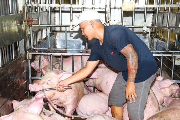 Nghiêm cấm mua bán, nhập khẩu thức ăn chăn nuôi có chứa hóa chất