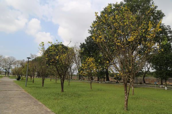 Hoàng mai nở rộ trong Kinh thành Huế, xuân 'gõ cửa' trên vùng đất cố đô