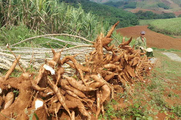 Áp lực của ngành sắn