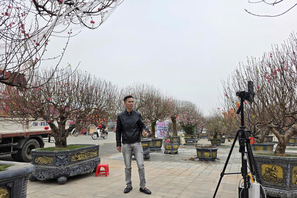 Bán đào Tết online: Tiểu thương Phú Thọ chốt đơn chục triệu mỗi buổi