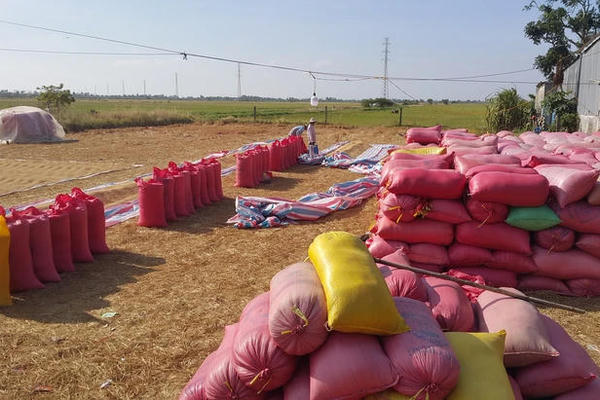 Gạo “quê” xuất ngoại