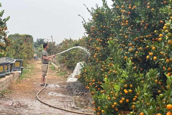 Hà Nội: Đào, quất “vào vụ” 