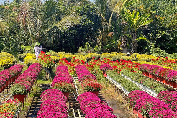 Hoa kiểng độc lạ “cháy hàng” ngày cận Tết, nông dân phấn khởi